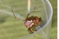 Linyphia triangularis