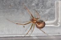 Linyphia triangularis