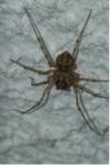 Scytodes thoracica