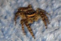 Marpissa muscosa