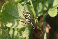 Argiope bruennichi