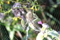 Argiope bruennichi