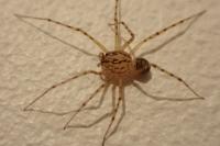 Scytodes thoracica