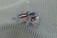 Philaeus chrysops