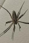 Odiellus troguloides
