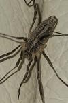 Odiellus troguloides