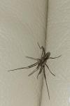 Odiellus troguloides