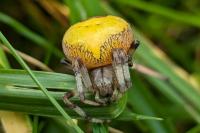 Araneus marmoreus