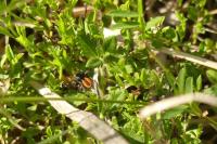 Philaeus chrysops