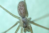 Holocnemus pluchei