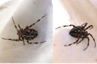 Araneus diadematus
