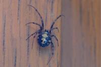 Steatoda triangulosa