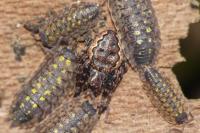 Nuctenea umbratica