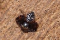 Synema globosum