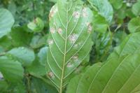 Acalitus brevitarsus