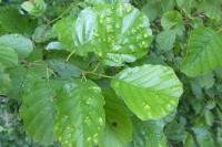 Acalitus brevitarsus