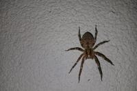 Zoropsis spinimana