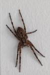 Zoropsis spinimana