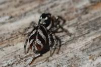 Salticus scenicus