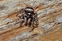 Salticus scenicus