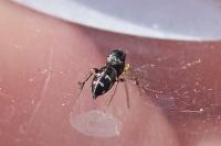 Heliophanus cupreus