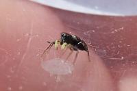 Heliophanus cupreus