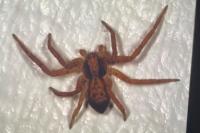 Philodromus dispar