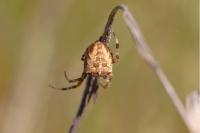Araneus diadematus