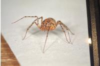 Scytodes thoracica
