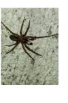 Amaurobius ferox