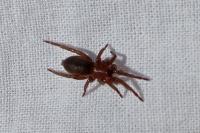 Scotophaeus