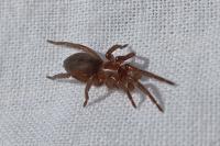 Scotophaeus