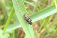 Evarcha arcuata