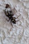 Salticus scenicus