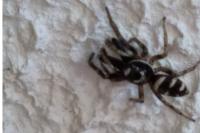Salticus scenicus