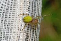 Araniella