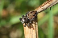 Evarcha arcuata
