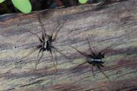 Pardosa