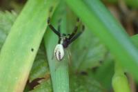 Misumena vatia