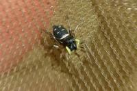 Heliophanus cupreus