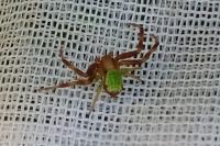 Ebrechtella tricuspidata