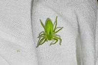 Micrommata virescens