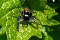 Carrhotus xanthogramma