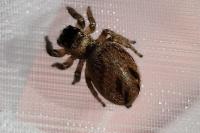 Evarcha arcuata