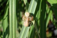 Xysticus