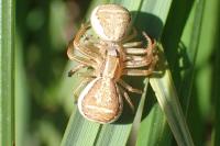 Xysticus