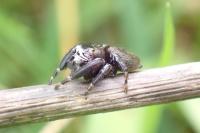Evarcha arcuata