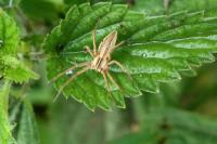 Pisaura mirabilis