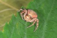 Xysticus lanio