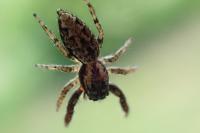 Marpissa muscosa